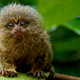 A pygmy marmoset monkey. (Image: Day Donaldson/The Speaker News/Flickr)